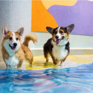 Weekday Swim Session